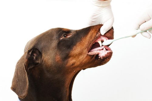 Dentistry